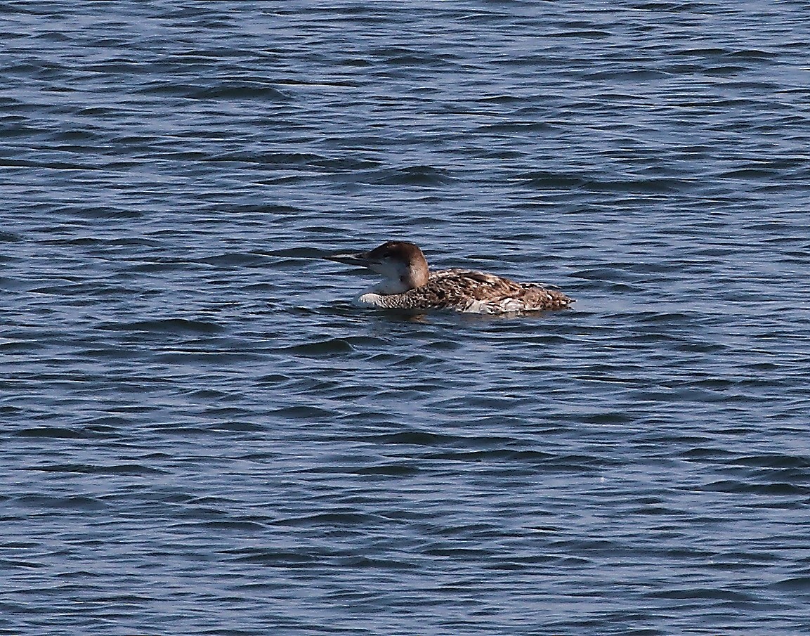 Common Loon - ML620680449