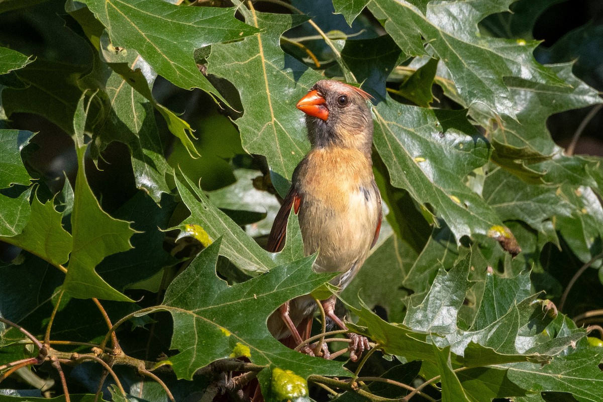 Northern Cardinal - Chris Scott