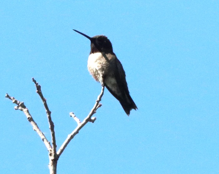 Black-chinned Hummingbird - ML620680466