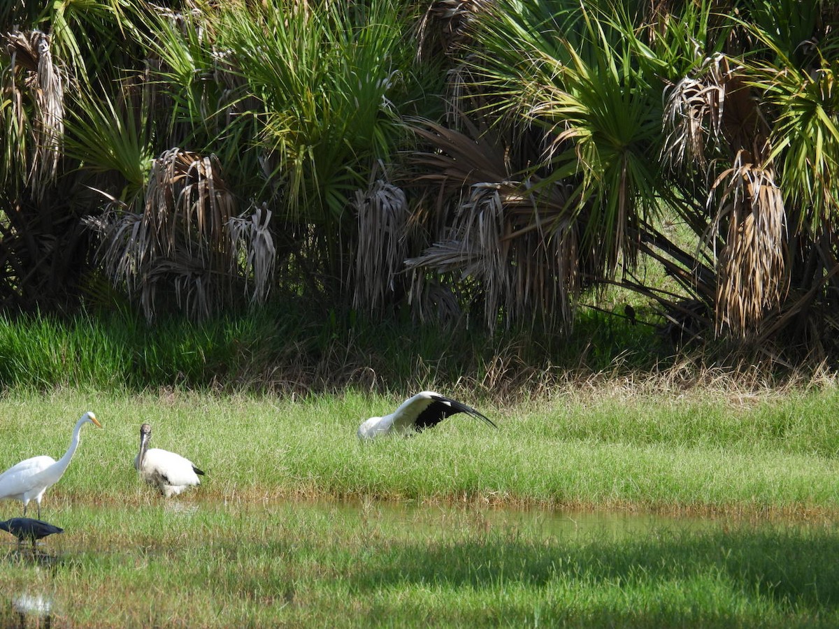 Wood Stork - ML620680467