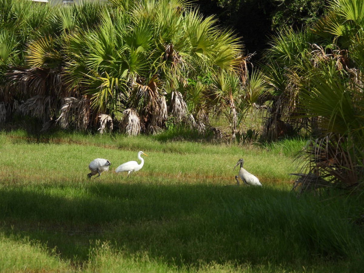 Wood Stork - ML620680469