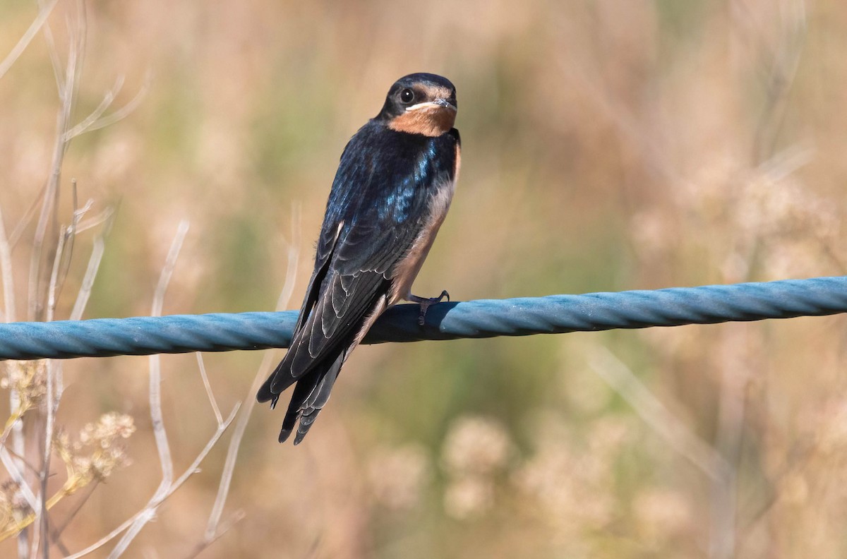 Barn Swallow - ML620680471