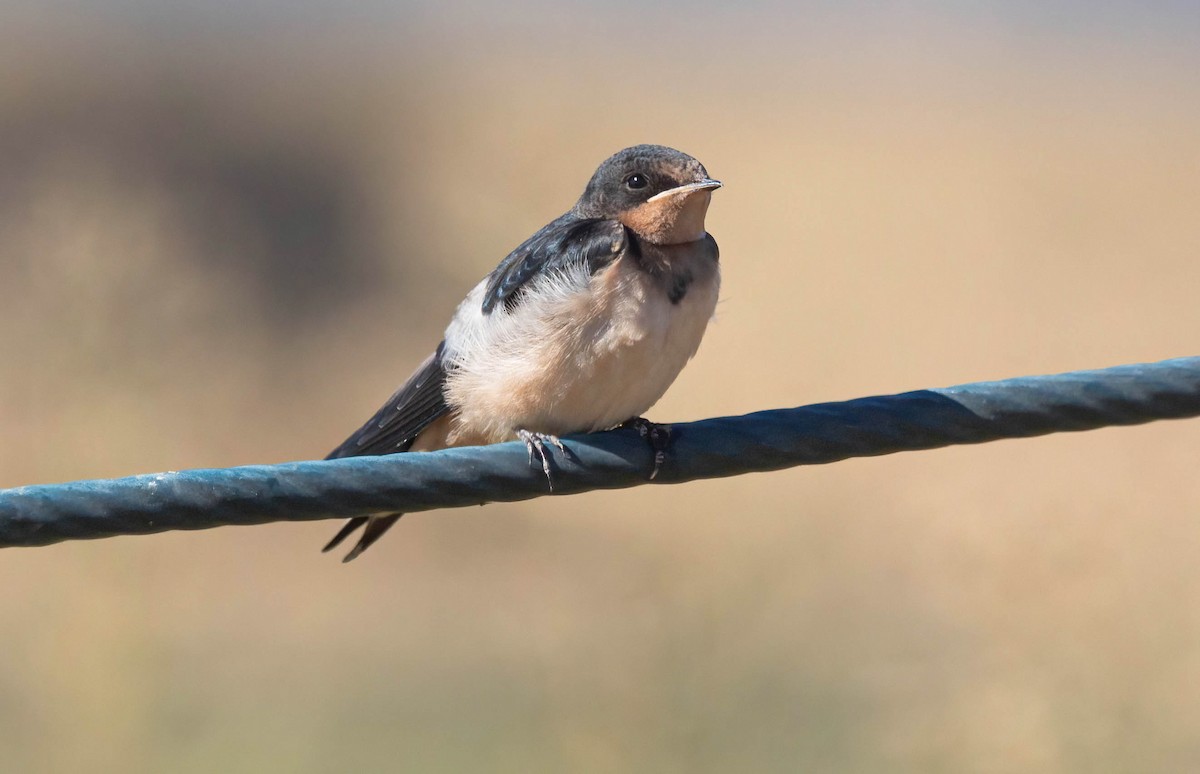 Barn Swallow - John Scharpen