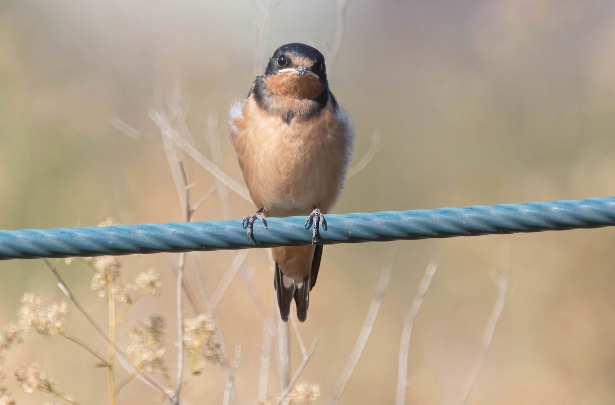 Barn Swallow - ML620680474