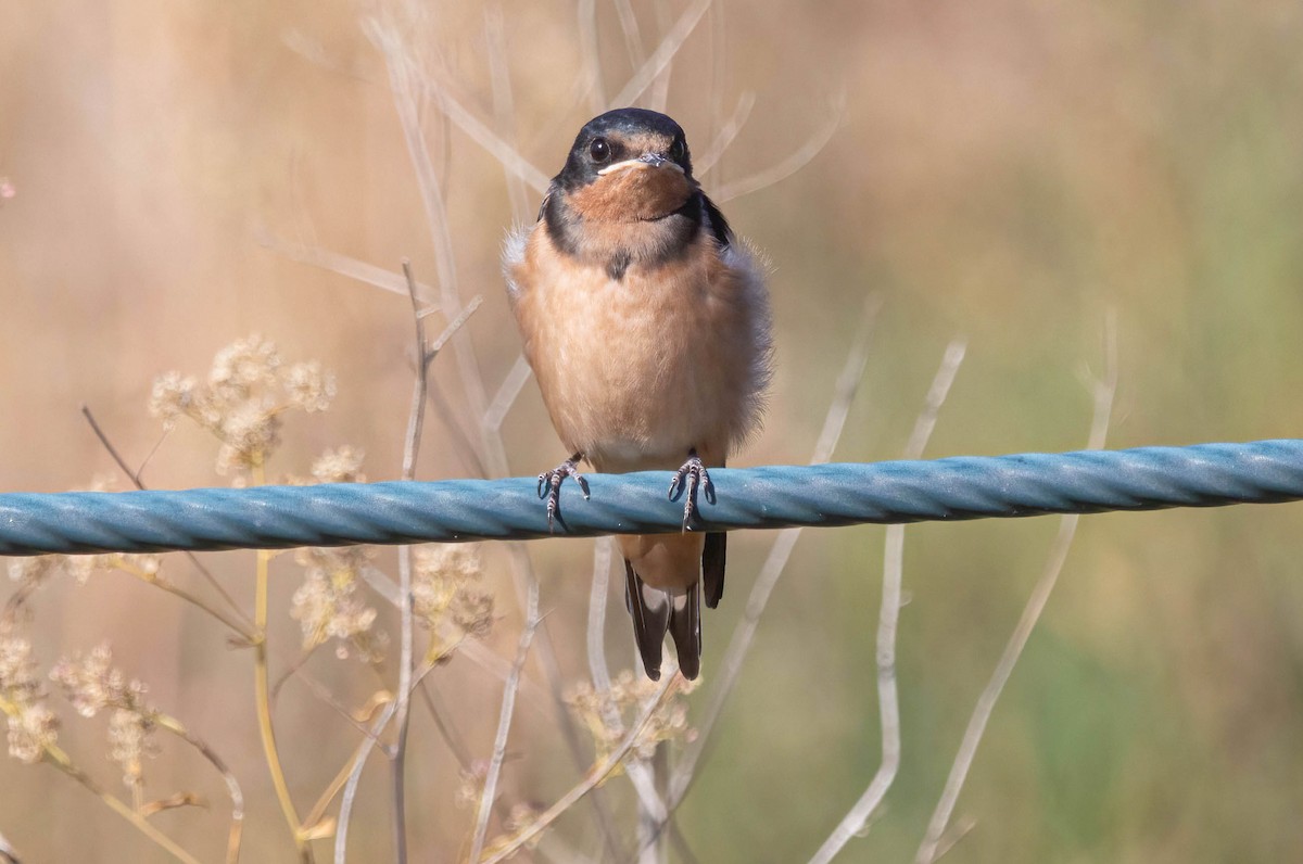 Barn Swallow - ML620680475