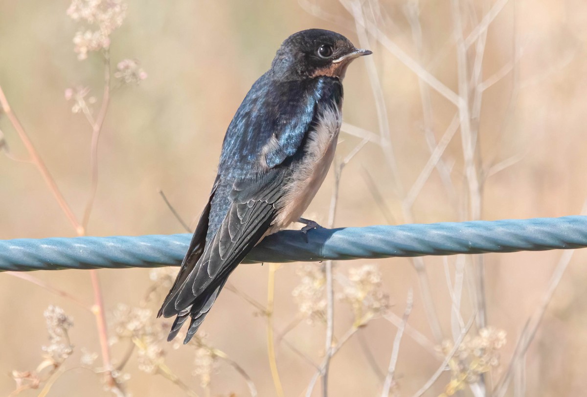 Barn Swallow - ML620680476