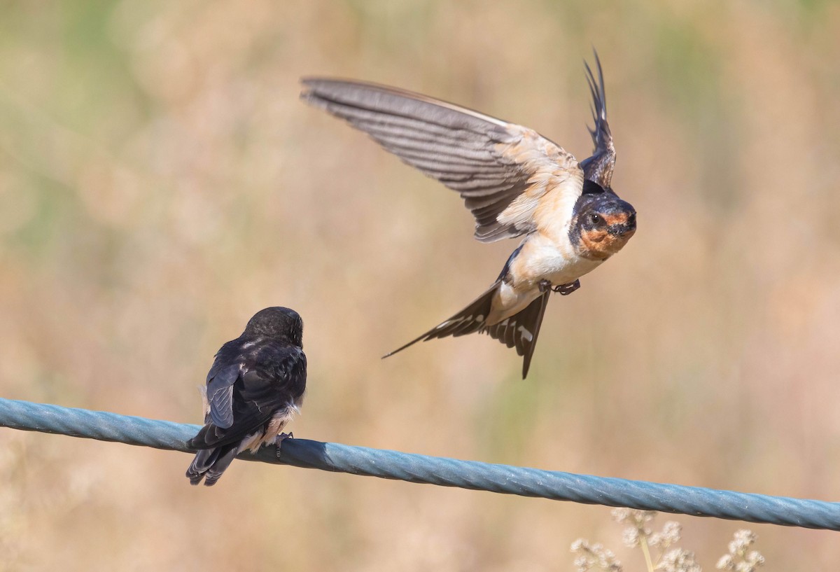 Barn Swallow - ML620680477