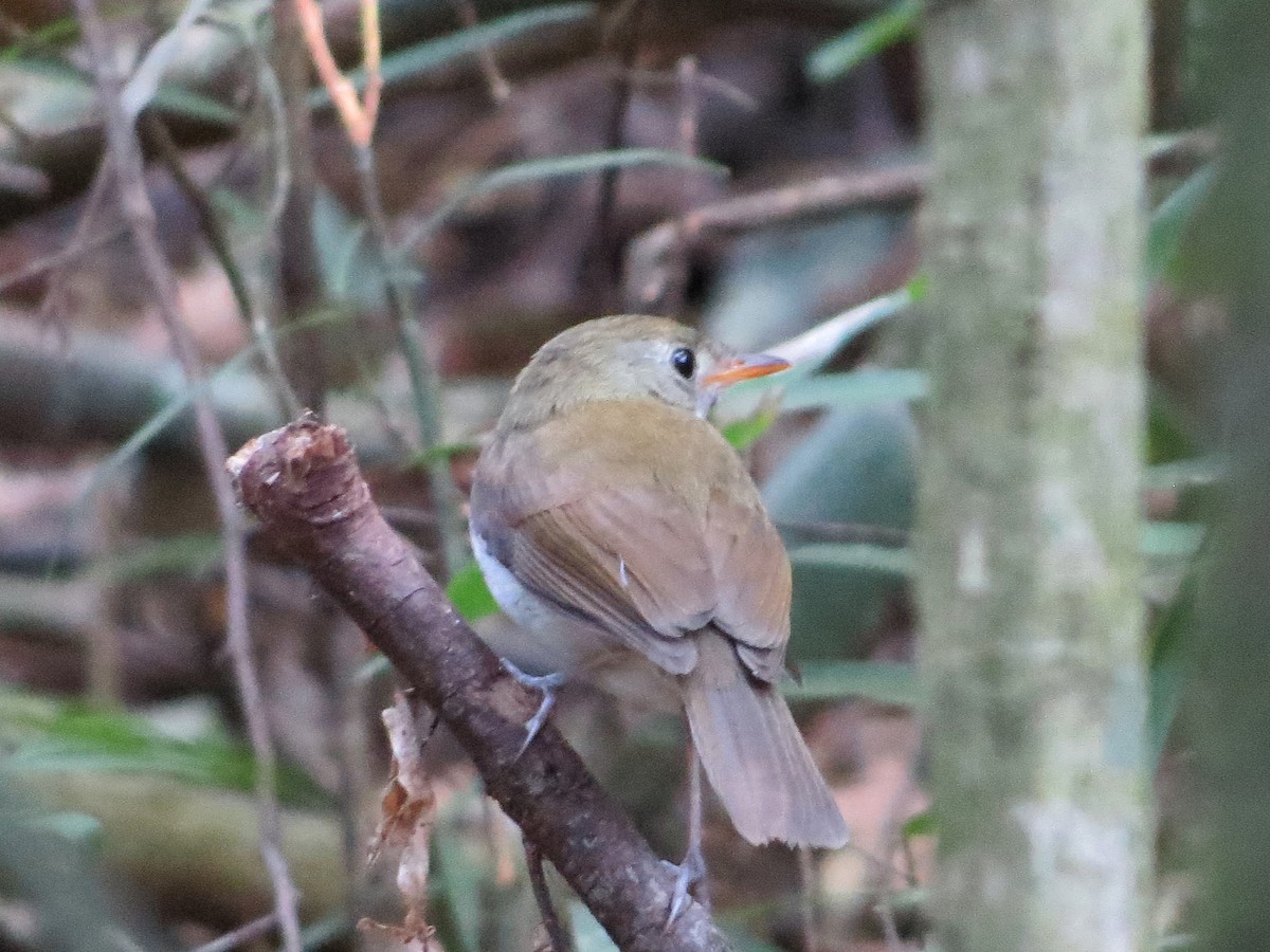 Corythopis de Delalande - ML620680479