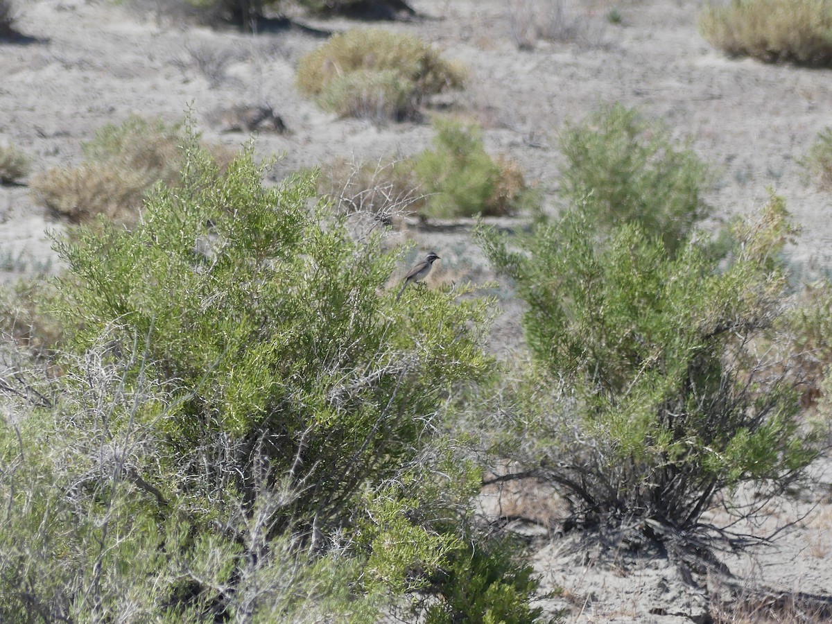 Black-throated Sparrow - ML620680496