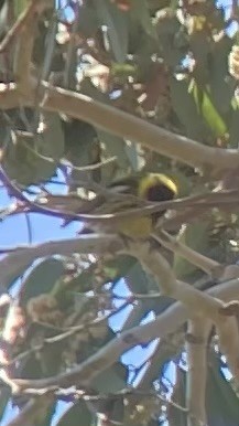 Cape May Warbler - ML620680503