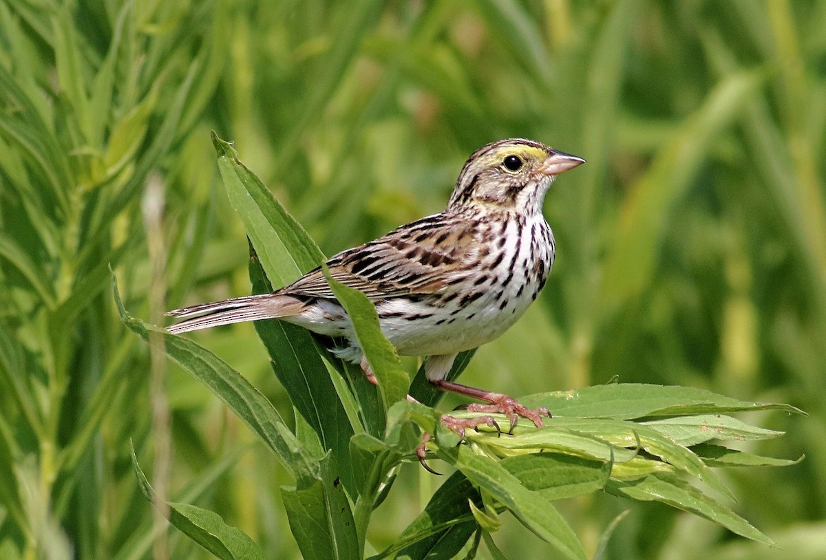 Savannah Sparrow - John  Cameron