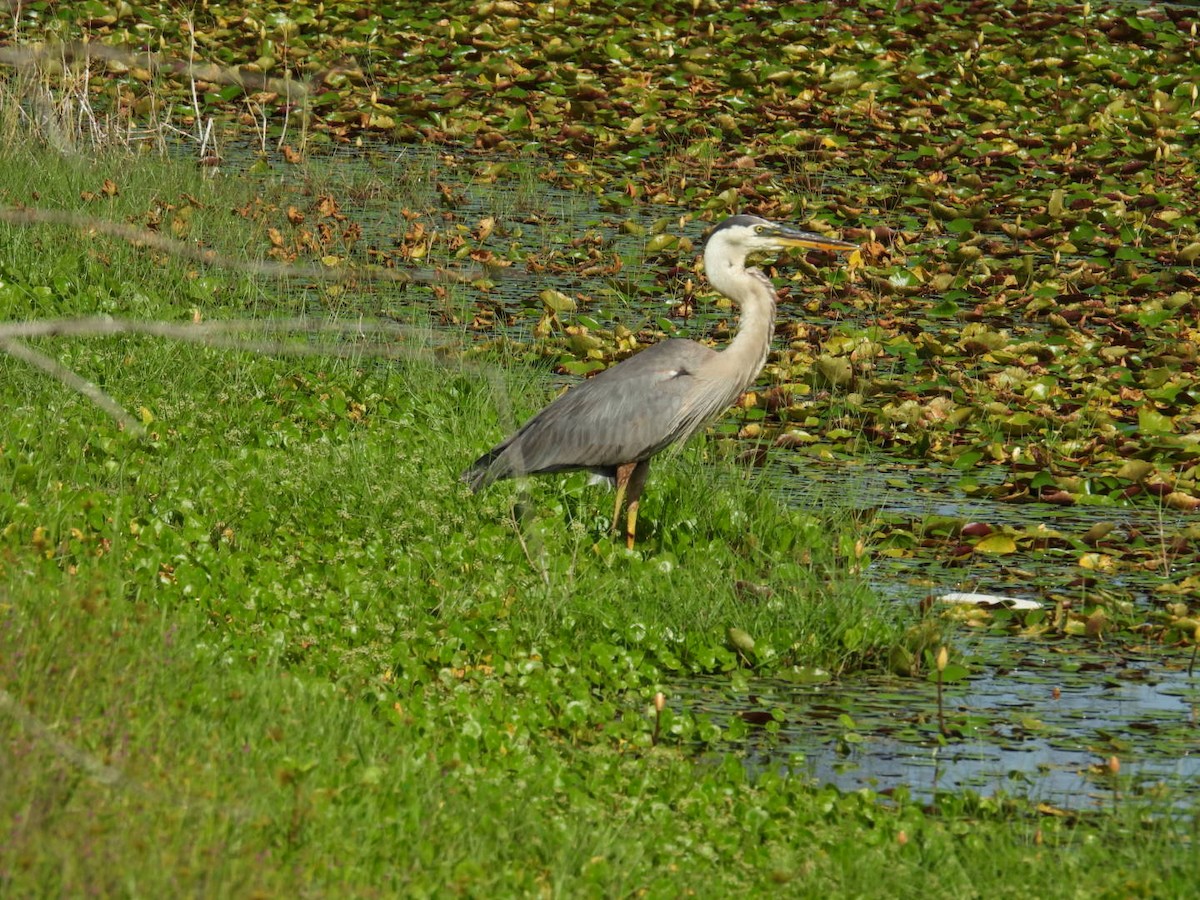 Great Blue Heron - ML620680525