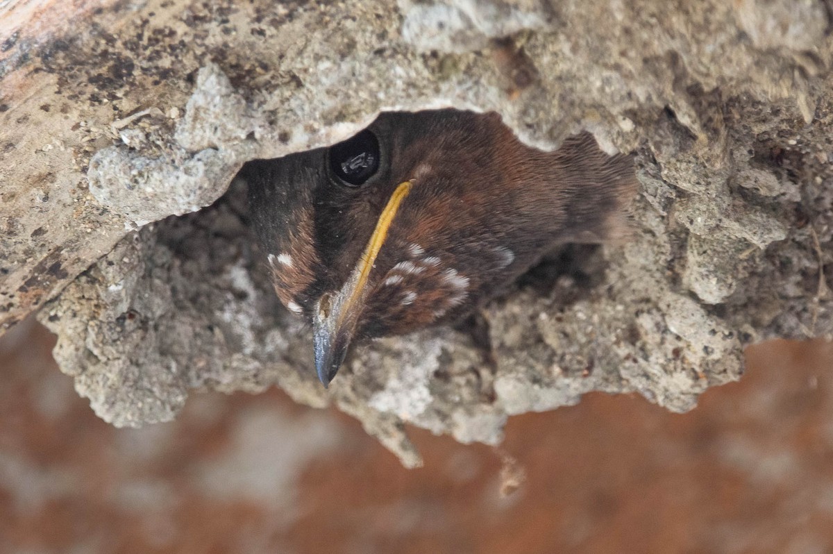 Cliff Swallow - ML620680527