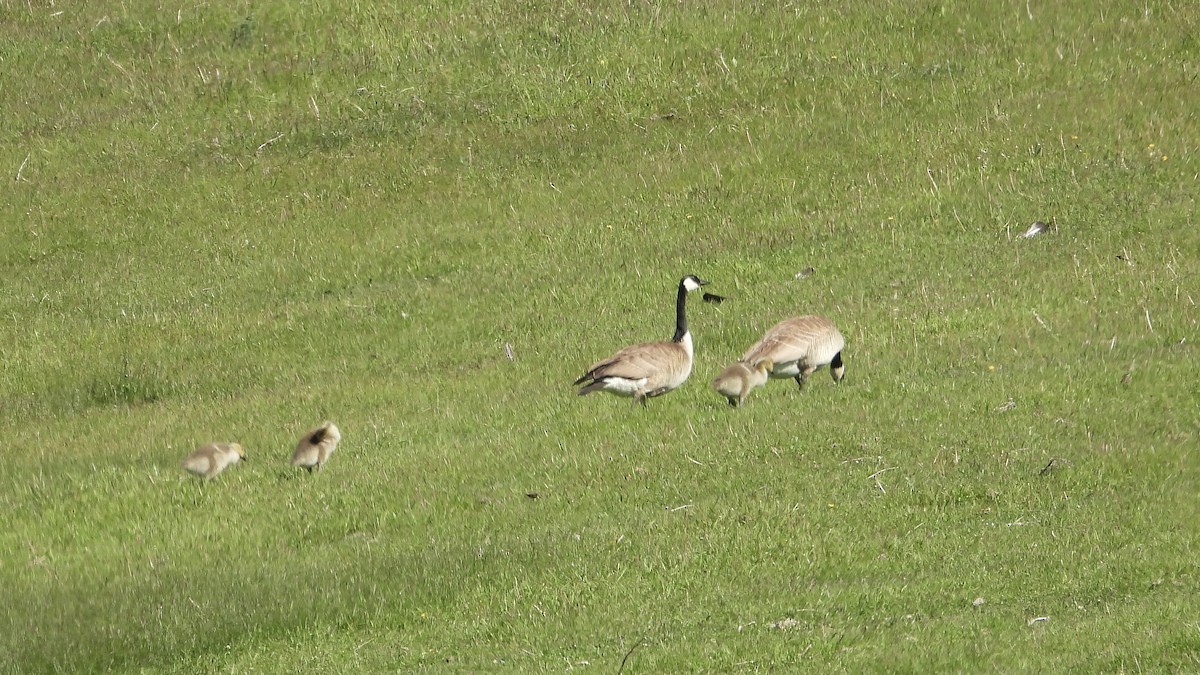 Canada Goose - George Halmazna