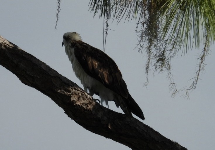 Águila Pescadora - ML620680532