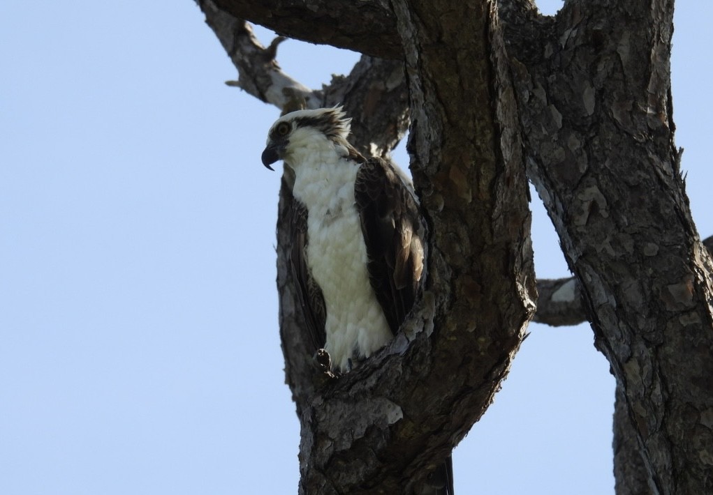 Osprey - ML620680533