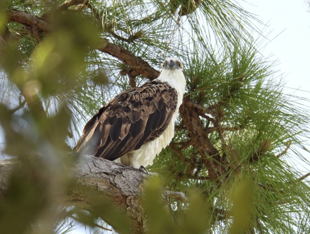 Águila Pescadora - ML620680534