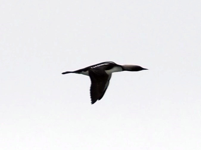 Pacific Loon - ML620680535