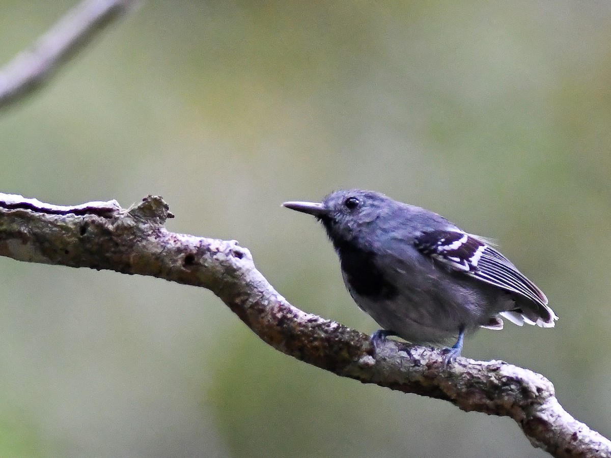 Band-tailed Antwren - ML620680537