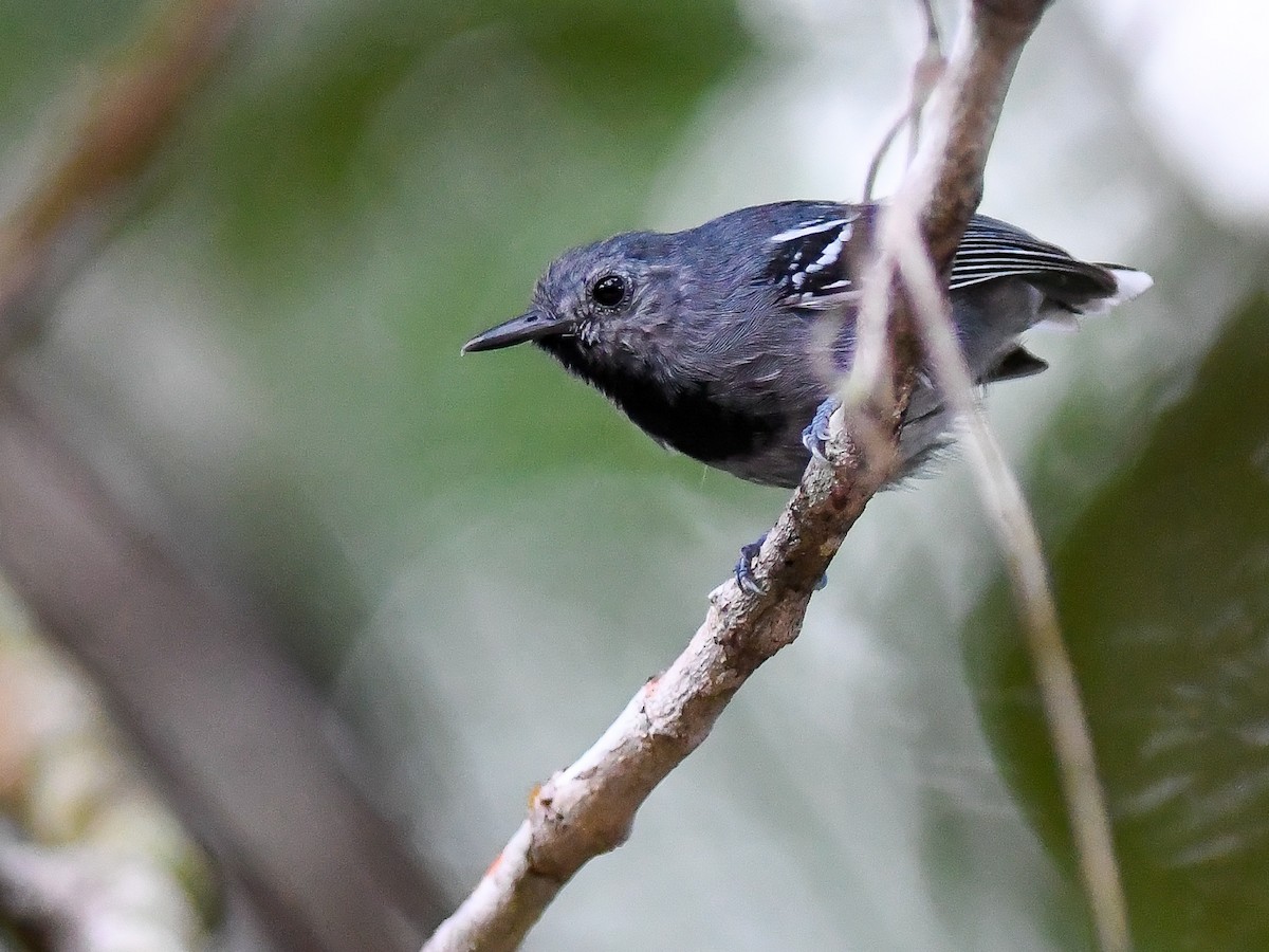 Band-tailed Antwren - ML620680538