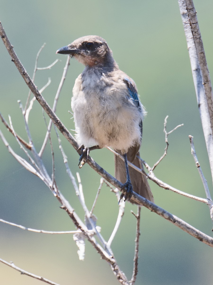 California Scrub-Jay - ML620680540