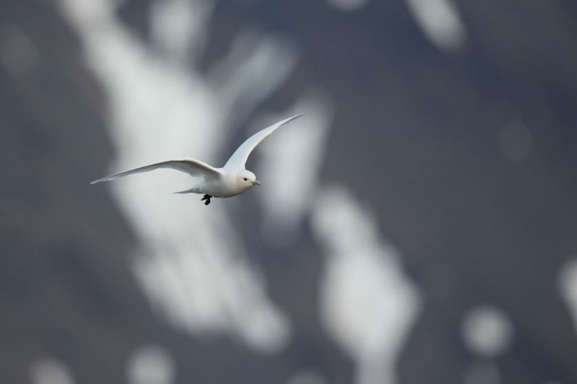 Mouette blanche - ML620680542