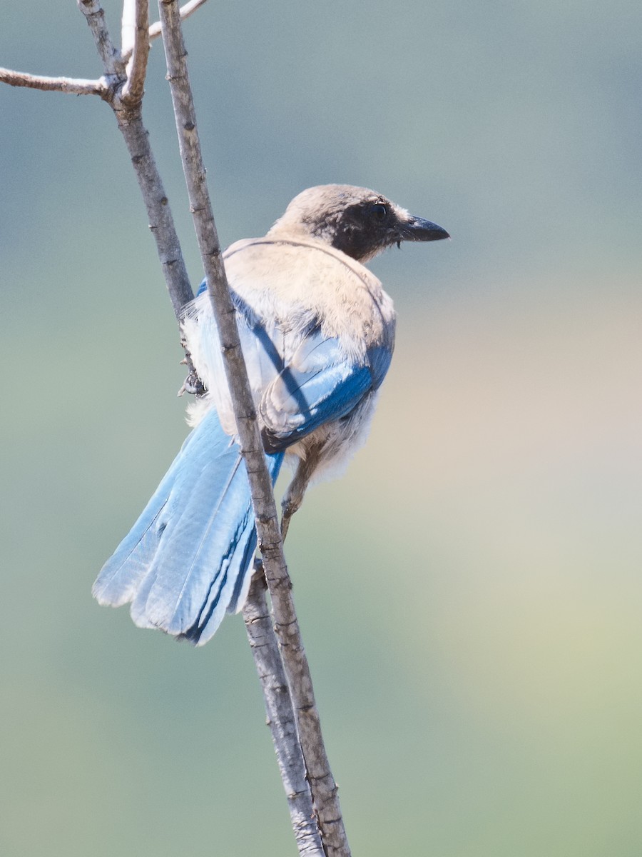 California Scrub-Jay - ML620680543