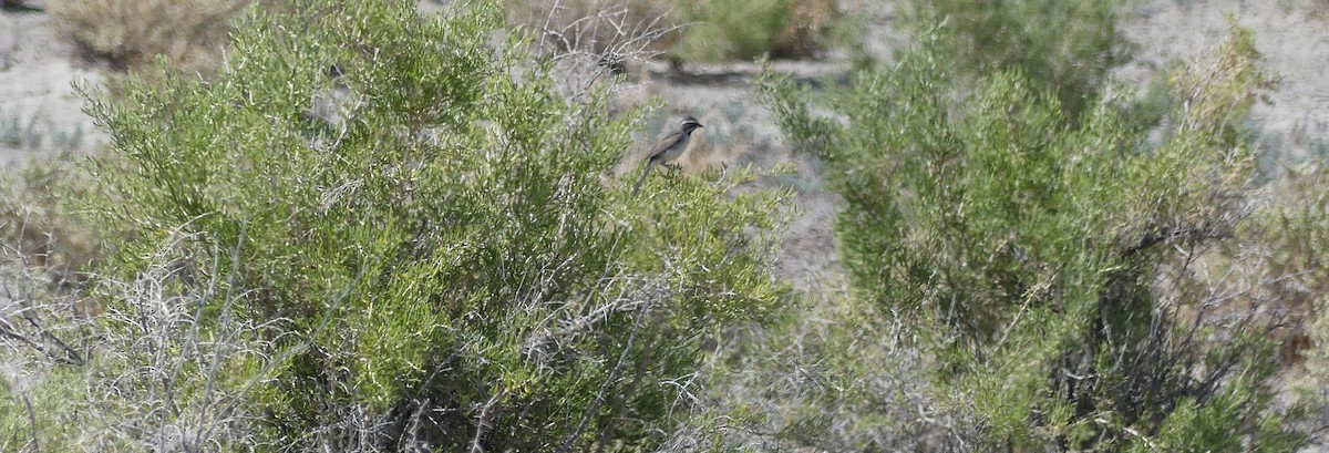 Black-throated Sparrow - ML620680546