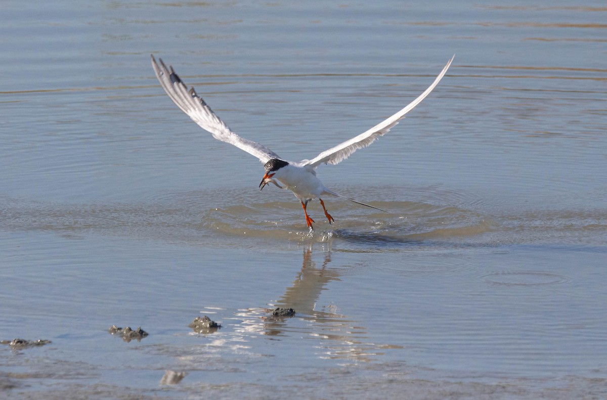 Forster's Tern - ML620680548