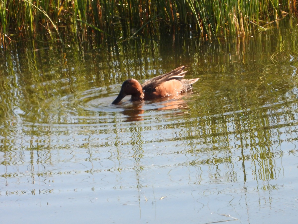 Cinnamon Teal - ML620680550