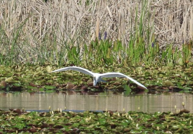 Great Egret - ML620680551