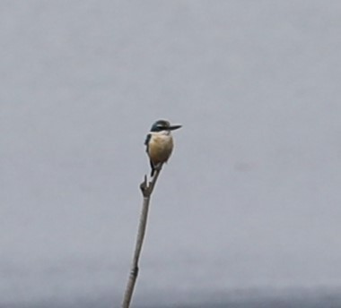 Sacred Kingfisher - ML620680553