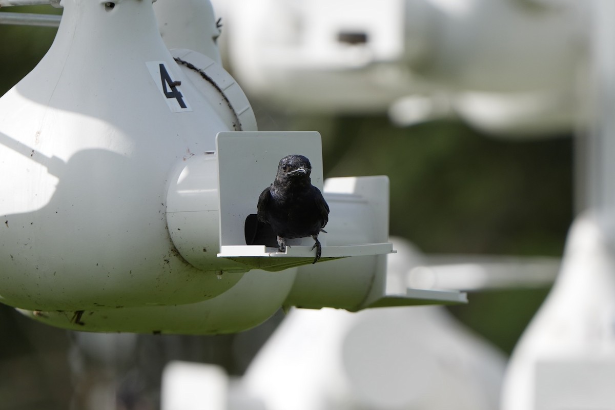 Purple Martin - ML620680556