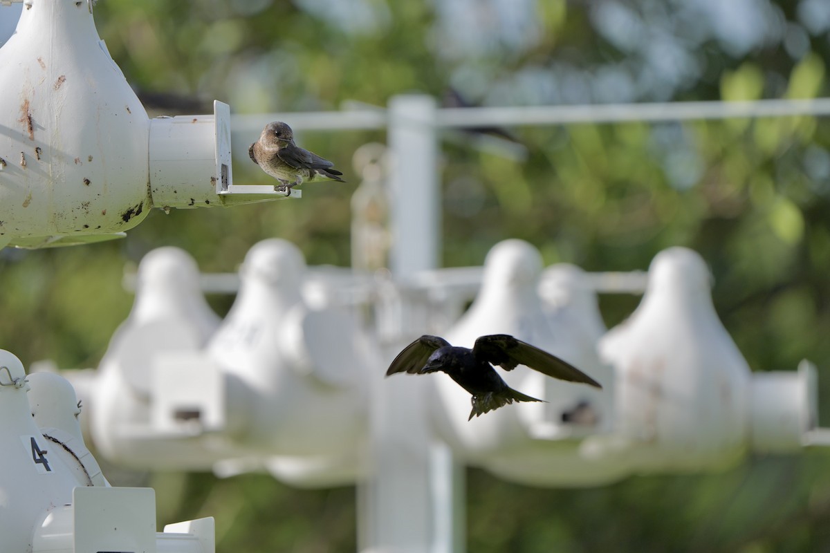 Purple Martin - ML620680558