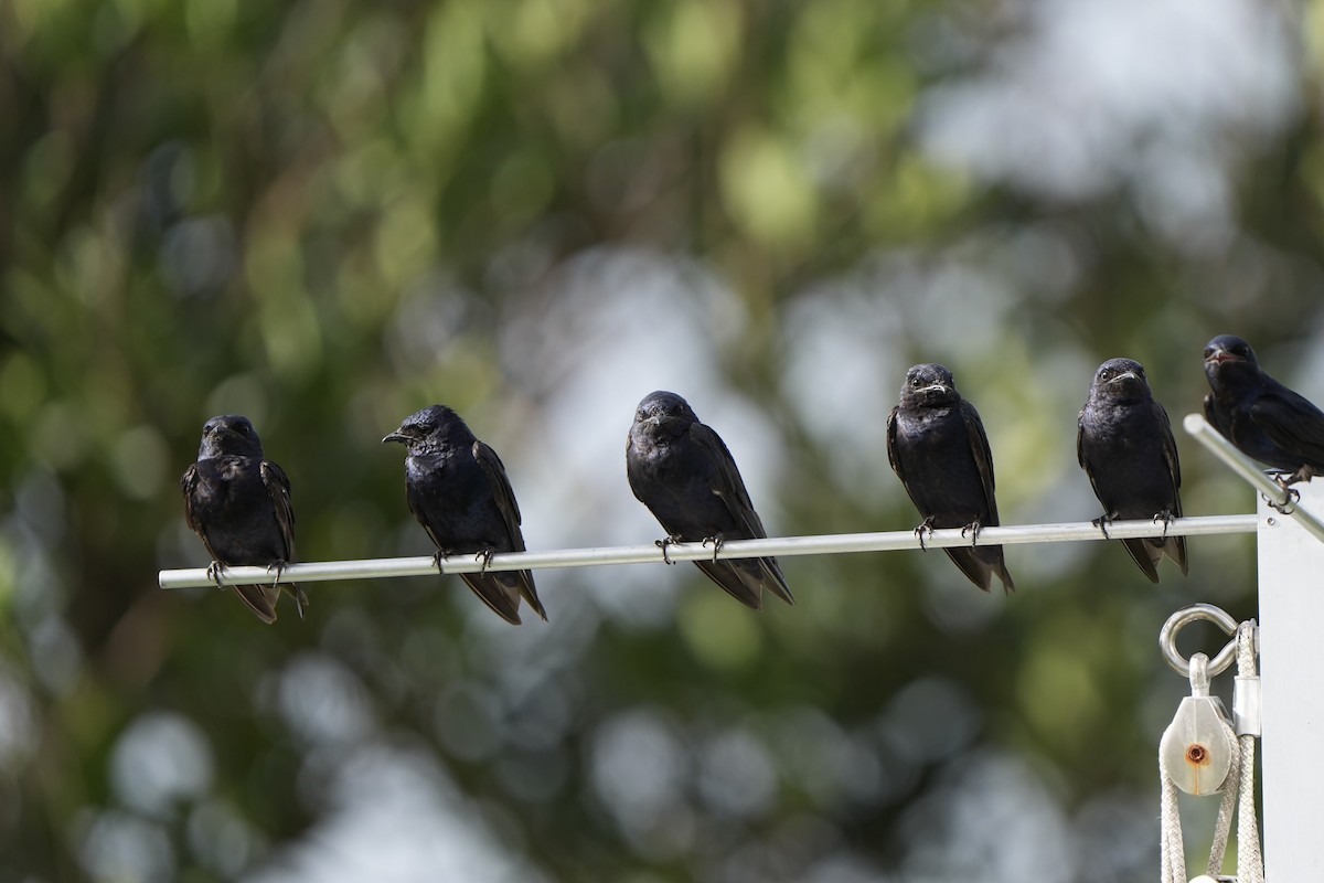 Purple Martin - ML620680561