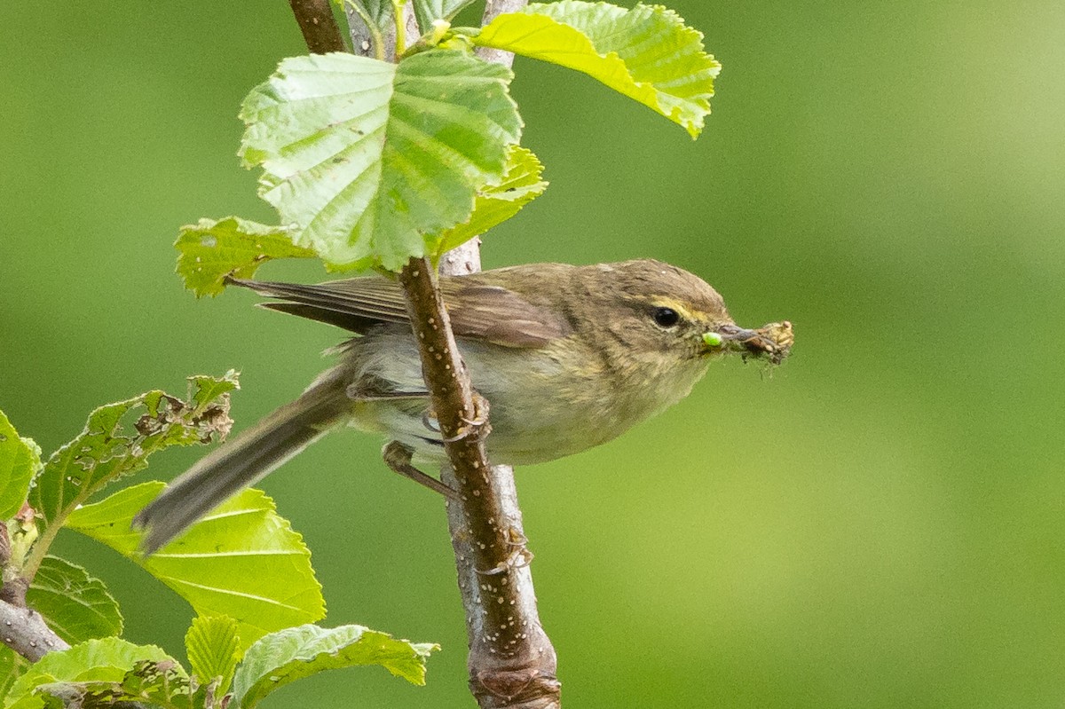 Common Chiffchaff - ML620680568