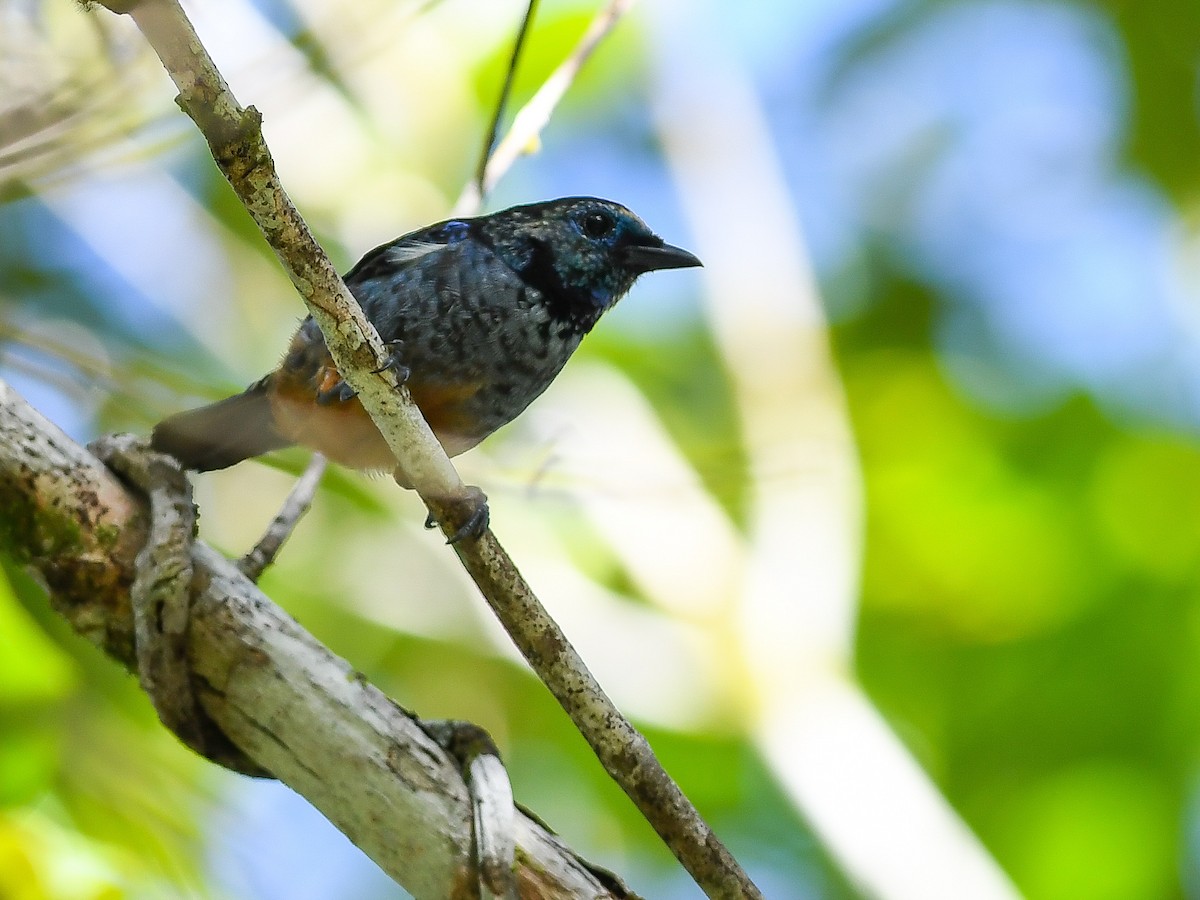 Opal-rumped Tanager (Silver-breasted) - ML620680570