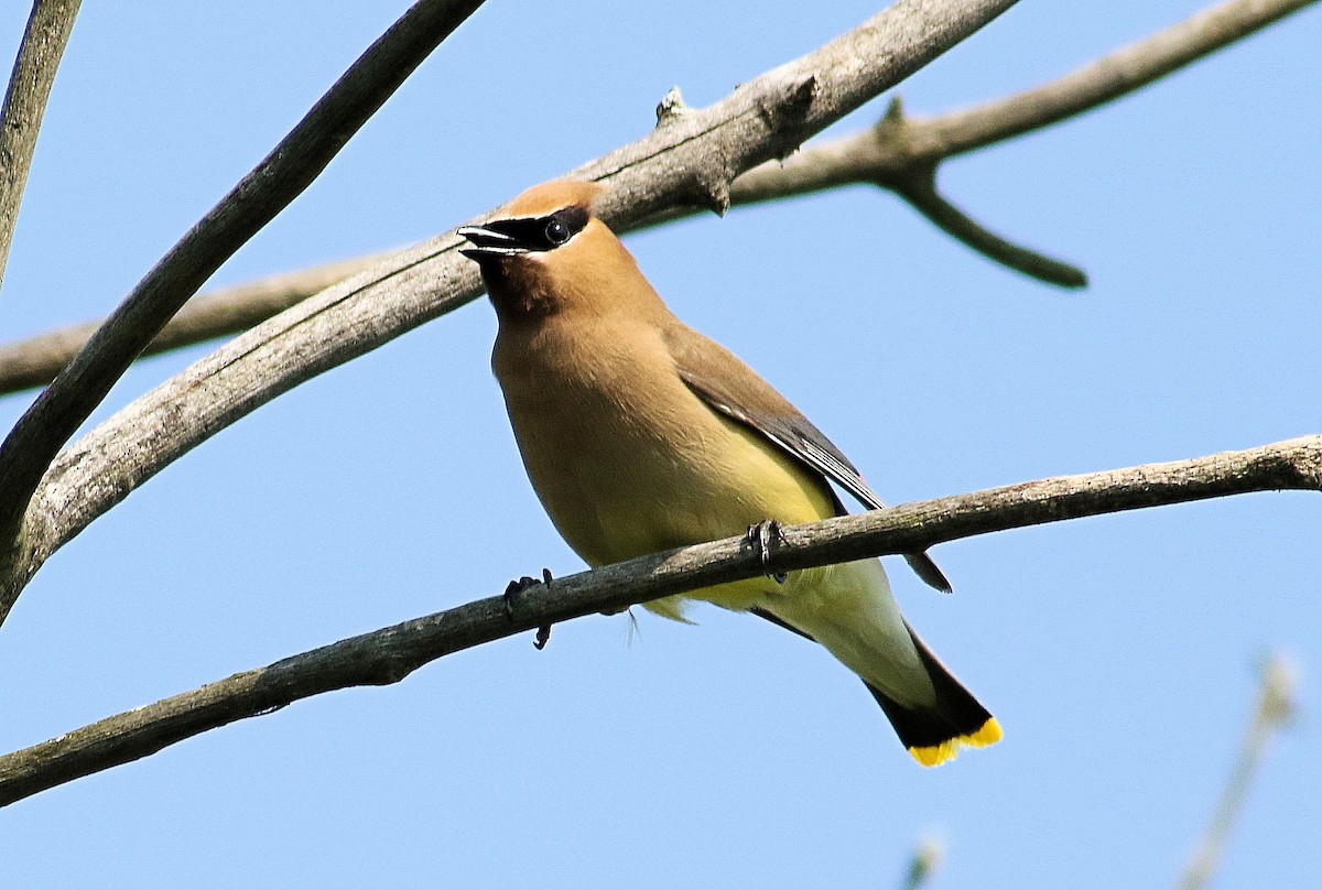 Cedar Waxwing - ML620680573