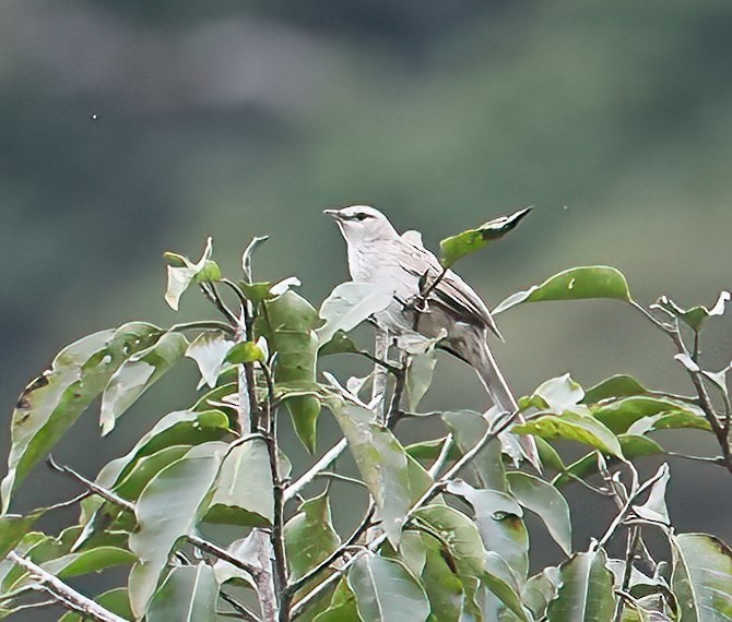 Striated Grassbird - ML620680576