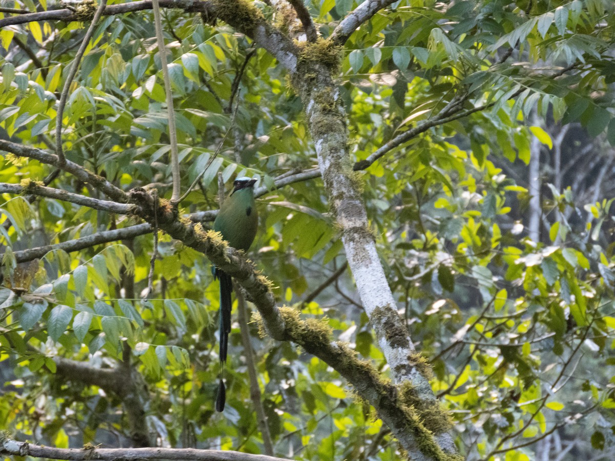 Andean Motmot - ML620680588