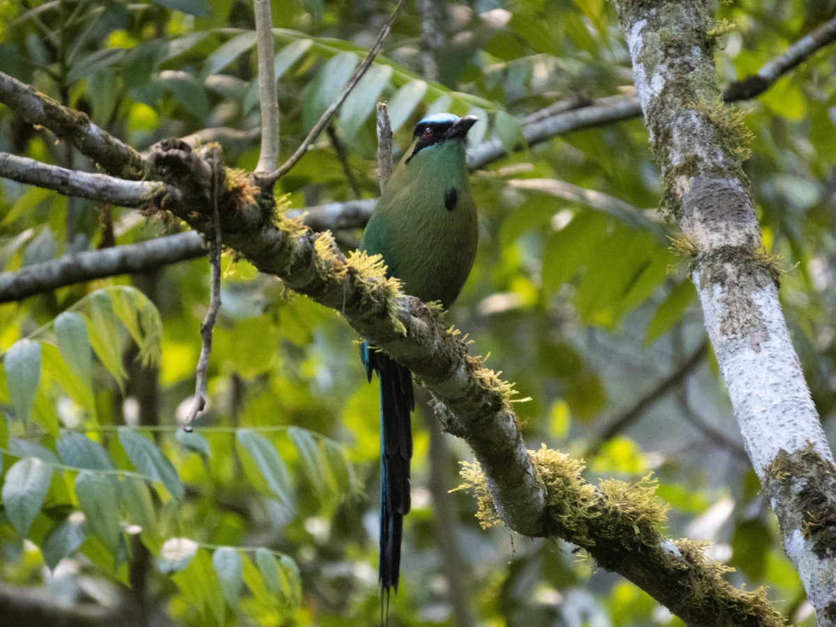 Andean Motmot - Claudio Tinoco