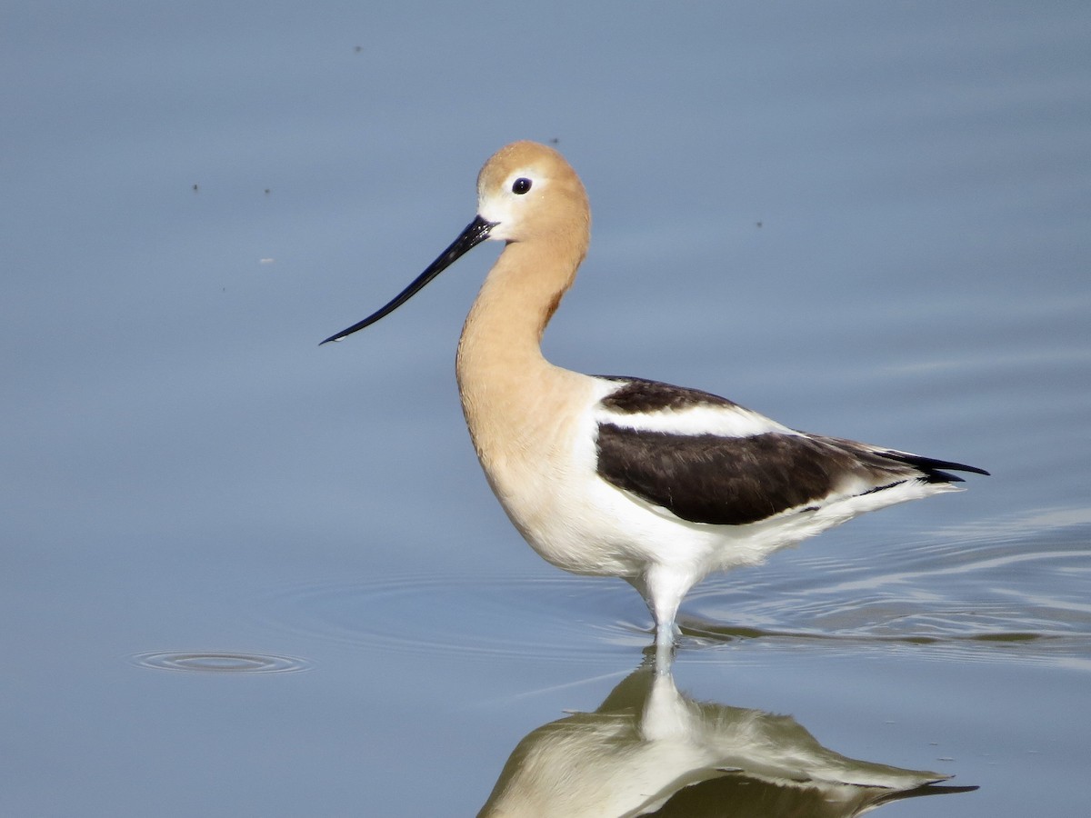 Avoceta Americana - ML620680596