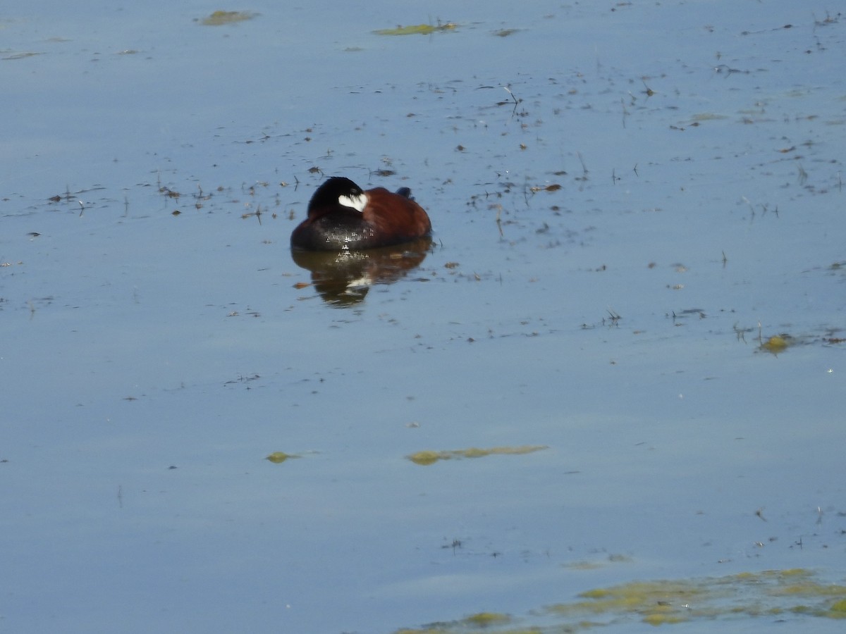 Ruddy Duck - ML620680597