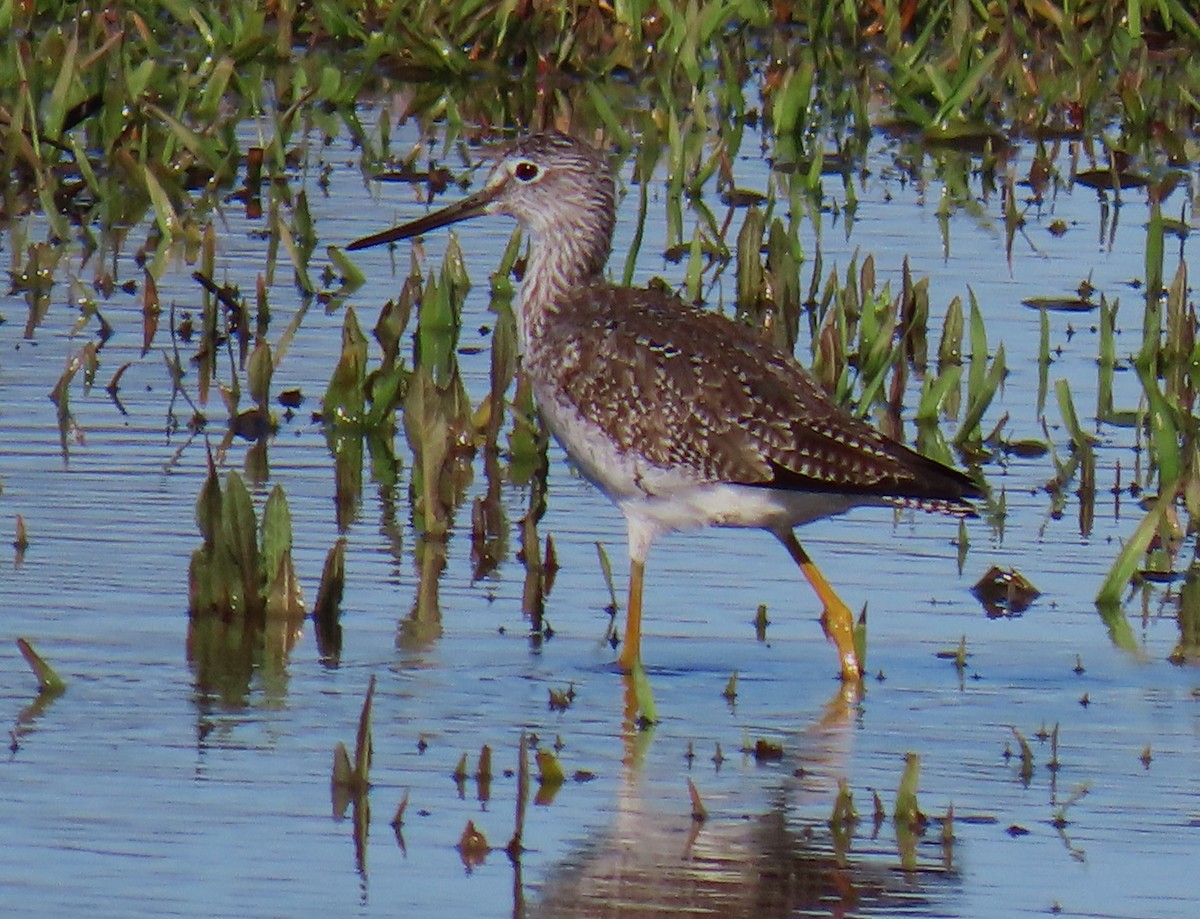 Greater Yellowlegs - ML620680598