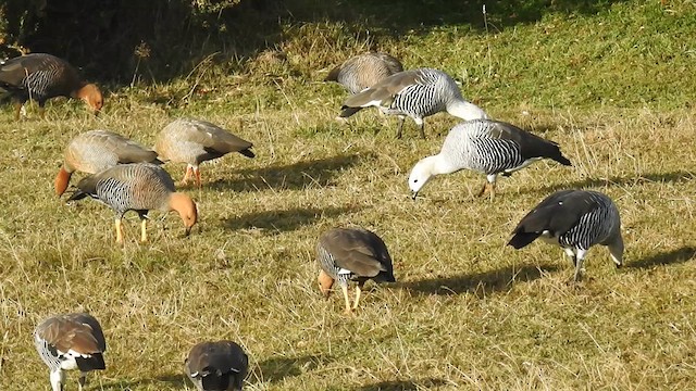 Ruddy-headed Goose - ML620680622