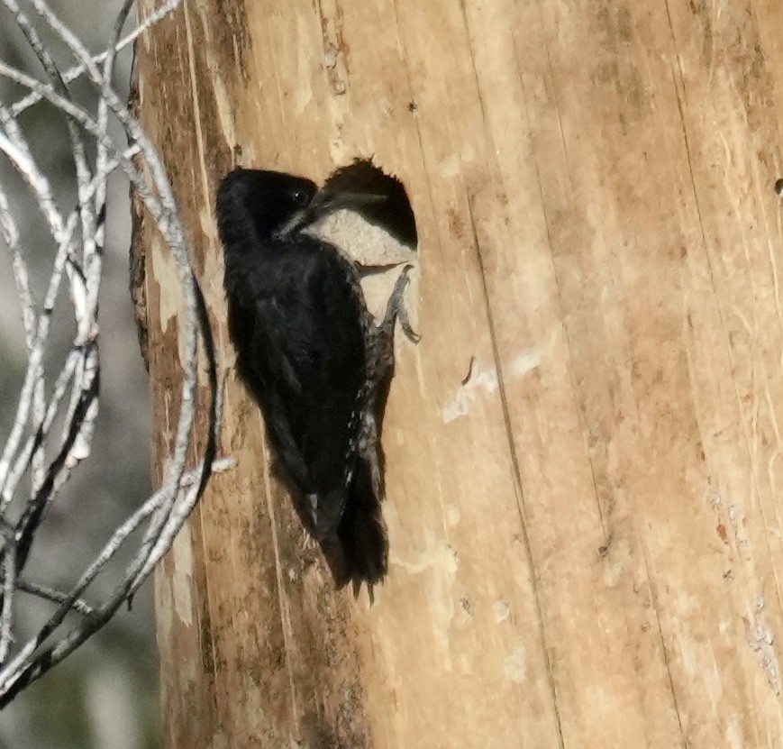 Black-backed Woodpecker - ML620680623