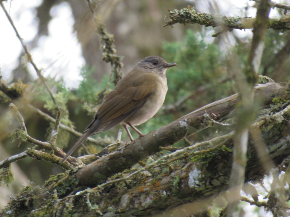 Pale-breasted Thrush - ML620680632