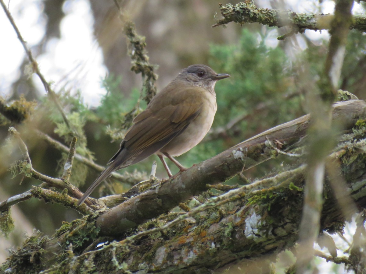 Pale-breasted Thrush - ML620680633