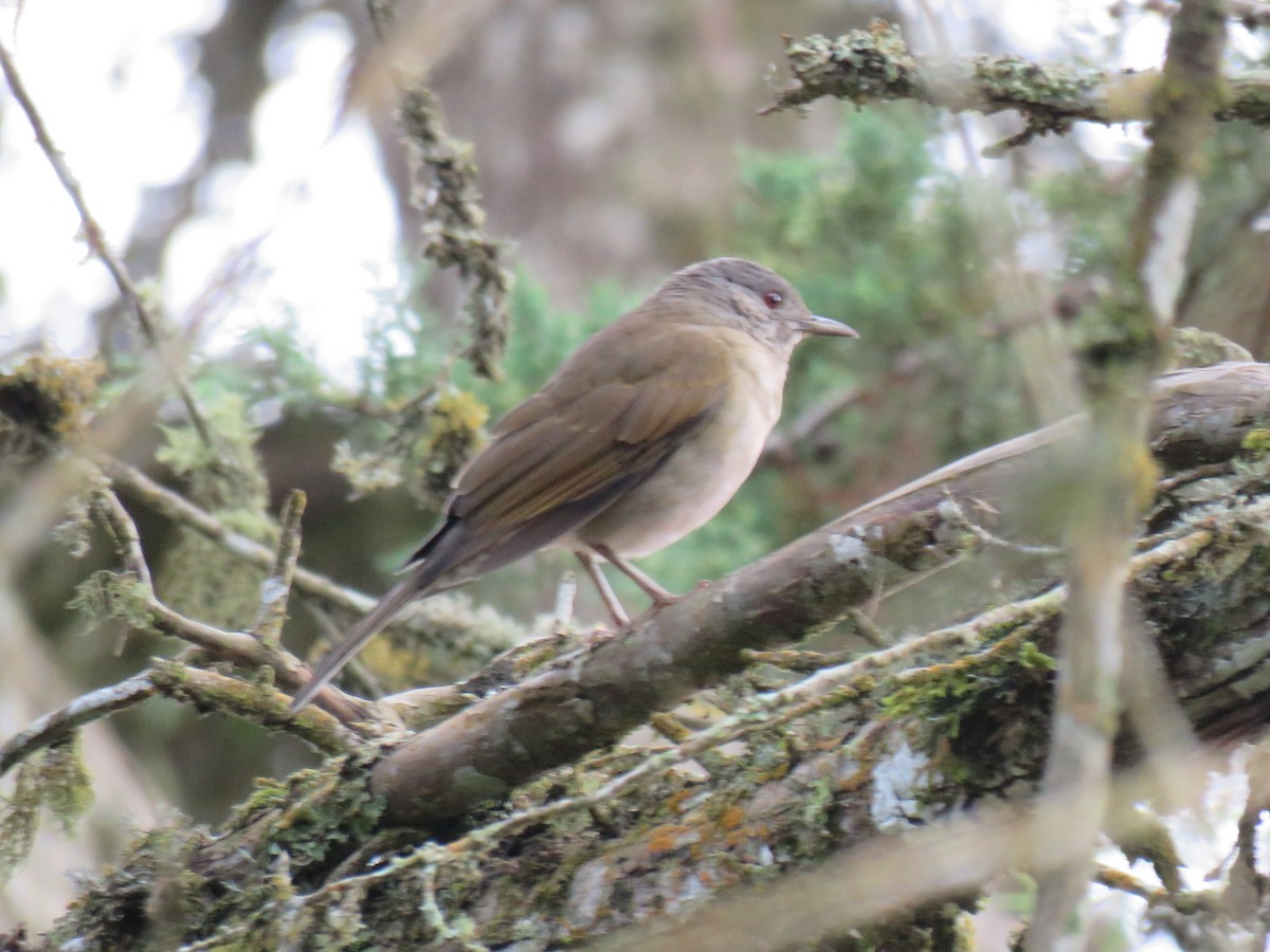 Pale-breasted Thrush - ML620680634