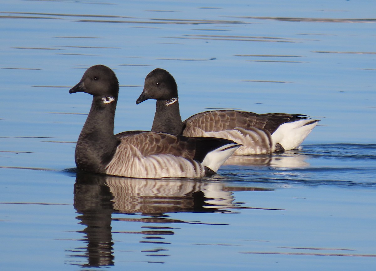 Brant - ML620680639